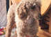 Miniature poodle female