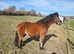 Sad sale of the most amazing kids pony