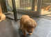 3 Beautiful Golden Retriever Puppies Available