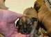 Chihuahua puppies