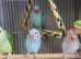 Stunning young blue Indian ringnick parrot