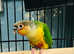 Beautiful baby Conure talking parrot
