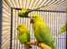 Beautiful young Indian ringnick parrot