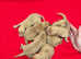 KC Labrador Puppies