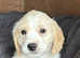 Beautiful Cavapoo x Beagle