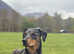 Leopard Dobermann confirmed pregnancy due May 2025!!!!