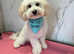 Barkbers dog grooming
