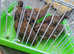 8 chinese quails