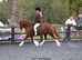 Top Class Welsh Section C Mare