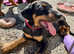 Health tested KC registered Doberman puppies