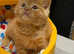 Orange and Chocolate British Shorthair kitten