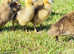 10 day old ducklings
