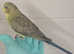 Handreared male black wing budgie