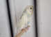 Baby Budgies