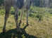 Ted cob/ appaloosa