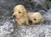 cream long haired miniature dachshunds