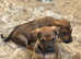 Beautiful Kelpie X Huntaway pups