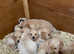 Golden Retriever Purebred Puppies