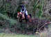 Pony Club/Hunting Pony