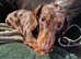 Very loving female miniature dachshund