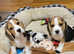 Gorgeous kc registered Beagle Puppies available