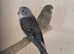 Blackface budgie