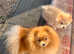 German spitz