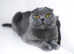 Scottish fold for Rehoming