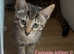 3 Snow bengal x savannah kittens and 1 Pedigree bengal kitten.