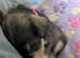 Minature schnauzer puppies looking for forever homes