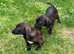 DACHSHUND X PATTER JACK puppies 1 left