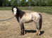 Welsh sec a 2 year old colt