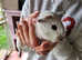Baby boy guinea pigs unrelated