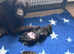 KC CHOCOLATE LABRADOR FULLY HEALTH TESTED PARENTS