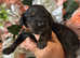 F1 Black and Tan mini Cockapoos 30dna health tested clear