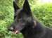 Wolf Dog Puppies