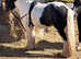 Lovely Cob Gelding