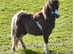 Standard Yearling Shetland Gelding