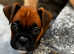 Two Beautiful Champion Bobtail boxers ready now