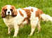 Beautiful cavalier King Charles bitch