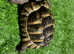 Marginated (Male Tortoise)