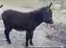 2 x Lovely Jack Foals