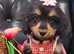 Adorable Cockapoo F1 Female puppies