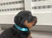 One boy left Rottweiler puppy