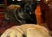Panther Malakali pups for sale