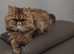 Cuddley Tabby Persian Male