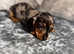 Miniature dachshund puppy for sale