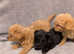 3 absolutely adorable chipoo puppies ready for a new home (Last girl left) 10 weeks old