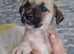 Schnoodle puppies