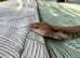 Friendly 18months Old Northern Australian Blue Tongued Skink For Sale